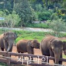 붕붕카써비스 | 치앙마이 택시투어 (근교) 사이프레스레인/엘리핀팜 코스 MYP붕붕카 이용 후기