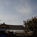 벌떼민박 Daum카페
