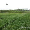 녹차카페 이미지