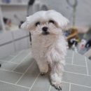 리틀댕댕 이미지