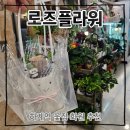 로즈플라워 - 예산군 벚꽃로 453-7 | 하계역 꽃집 추천 로즈플라워 행운목 분양 후기 (26.6.17)