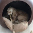 빨리쎌프 네이버블로그