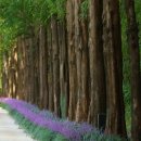 새천년공원길 이미지