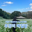 개화마을회관 | 청주 가을 추정리 메밀밭 주차 실시간개화 후기