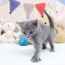 해피고양이분양 이미지