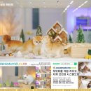 일신농장 | 고양이분양사이트 후기로 알게 된 새로운 가족의