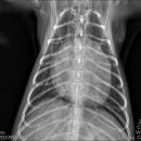 상록동물병원 이미지