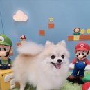 달콤한댕 이미지