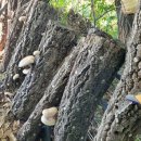 도고농장 이미지