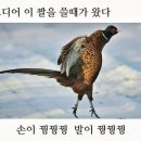 다꼬