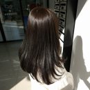 파인트리 동물병원 | 서대문역 미용실 파인트리 헤어살롱 염색 아베다살롱 서아 디자이너 추천