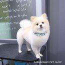 사쿠란보애견샵