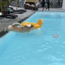 메리도그하우스2 이미지