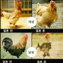 미묘한 차이 이미지