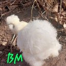 빵실빵실 이미지