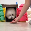 털로덮인친구들 애견유치원&애견호텔 수원시청역점 이미지