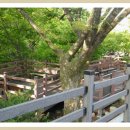 장미민박 이미지