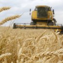 곡물농장 이미지