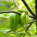 스타푸르트 (Starfruit, 별사과) 이미지