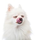 츄츄동물병원 이미지