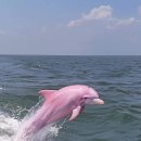 미국 노스캐롤라이나에서 발견된 분홍 돌고래 이미지
