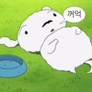 퍼피도담 | 강아지 사료 교체 후기 | 군밤이의 반응은?