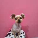 룰루랄라 애견미용실 이미지