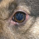 오션동물메디컬센터 이미지