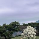 애견랜드 | 구례여행 지리산치즈랜드 수선화 애견동반 목장 후기