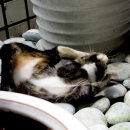 발라당 이미지
