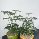 야자클럽 이미지