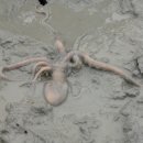 신안갯벌낙지식당 이미지