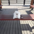 강화도 루비 이미지