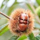 정안이네 이미지