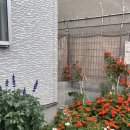 2박3일 일본여행 - (유니버셜스튜디오재팬,551호라이만두,우메다,아부리야한큐우메다점)