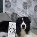 레이지독 | 반려견 샴푸 추천,천연 연료로 피부자극 최소화한 레이지독 바스 앤 샴푸 버블