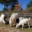 주주목장 이미지