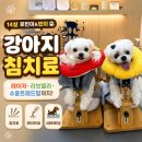 더오래 동물병원 | 강아지 침치료, 잠실 한걸음더 재활한방 동물병원 후기 가격표
