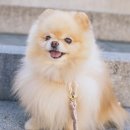 개구리당구장 이미지