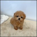 온퍼피 프리미엄 전주강아지분양 본점 | 김제 전주 강아지분양과 미용 원픽! 온퍼피 프리미엄 전주강아지분양 본점