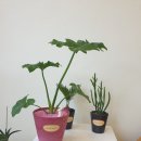 꿈에그린목장 이미지