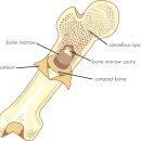 인간의 골격계 Human Skeletal System 이미지