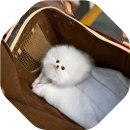 화이트켄넬(white-kennel) 네이버블로그