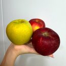 선암 | 문경 선암파머스 사과 후기 꿀처럼 달고 아삭한 명품사과세트