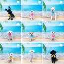 멍뭉이발소 | 멍뭉이발소 여름포토존♥