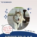 까뽀네 | 강아지 십자인대 파열 수술 병원을 찾는 분들께 고민할 것도 없이 추천해요!