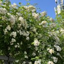 대웅그린카 | [대구 동화사] 24년 부처님오신날(24.5.15.) 방문후기 / 부처님오신날 동화사 점심공양 , 다양한...