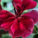 멕시카나농장 이미지