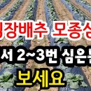 김장배추 심고 절대 죽지않는 방법 (2000평 하나도 안죽었어요) 이미지