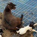 장수엄마 농장 이미지